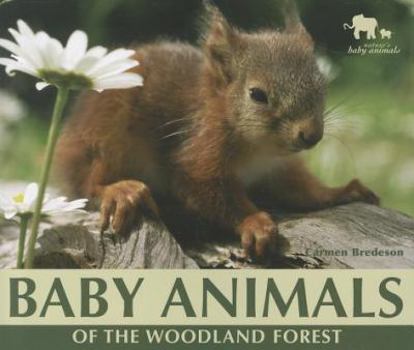 Paperback Baby Animals of the Woodland Forest Book