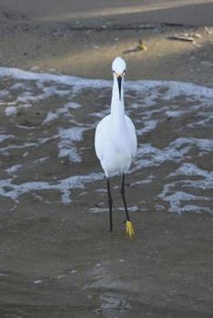 Paperback Snowy Egret on the Beach Journal: 150 page lined notebook/diary Book