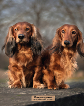 Calendar Dachshunds 2024 Engagement Book
