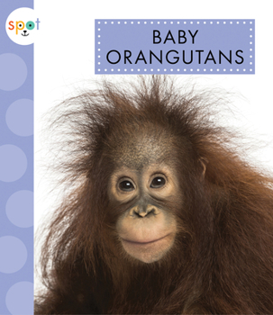 Baby Orangutans - Book  of the Spot Baby Animals