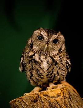 Paperback Owl Notebook: 8.5 X 11 202 Wide Ruled Pages Book