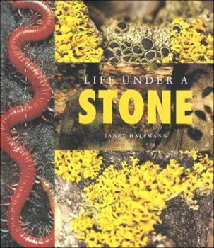 Hardcover Life Under a Stone Book