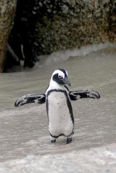 Paperback Magellanic Penguin (Spheniscus Magellanicus) in Antarctica Journal: 150 page lined notebook/diary Book