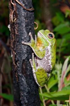 Paperback Barking Tree Frog Journal: 150 Page Lined Notebook/Diary Book