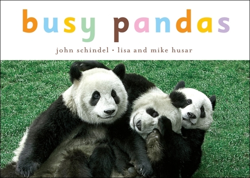 Board book Busy Pandas Book