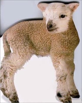 Board book Lamb Book