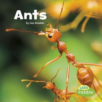 Ants - Book  of the Little Critters