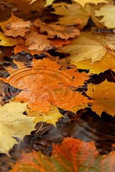 Journal : Autumn Leaves