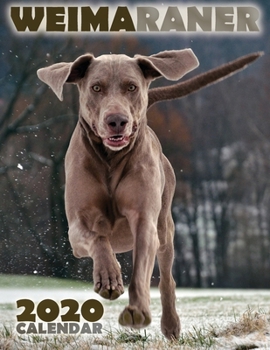 Paperback Weimaraner 2020 Calendar Book