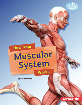 How Your Muscular System Works