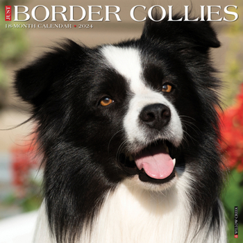 Calendar Just Border Collies 2024 12 X 12 Wall Calendar Book