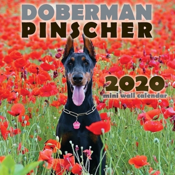 Doberman Pinscher 2020  Mini Wall Calendar