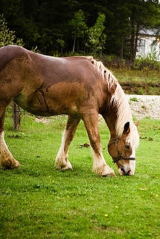 Paperback 2020 Weekly Planner Horse Photo Equine Draft Grazing After Bath 134 Pages: 2020 Planners Calendars Organizers Datebooks Appointment Books Agendas Book