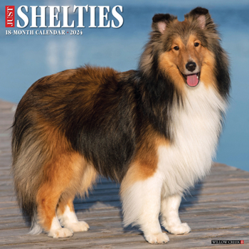 Calendar Just Shelties 2024 12 X 12 Wall Calendar Book