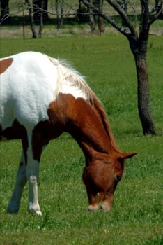 2020 Weekly Planner Horse Photo Equine Grazing Pinto 134 Pages: 2020 Planners Calendars Organizers Datebooks Appointment Books Agendas