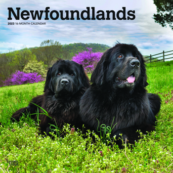 Newfoundlands 2023 Square