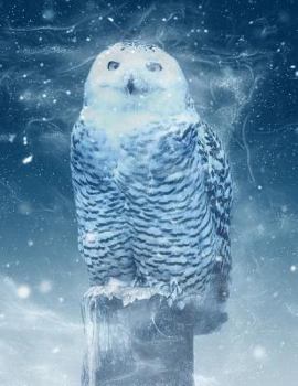 Paperback Snow Owl Notebook: 8.5 X 11 202 College Ruled Pages Book