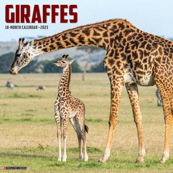 Calendar Giraffes 2023 Wall Calendar Book