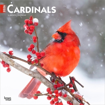 Cardinals 2026 12 X 24 Inch (Hanging) Monthly Square Wall Calendar Plastic-Free
