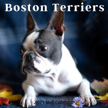 Boston Terriers 2021 Wall Calendar: Boston Terriers Calendar 2021, 18 Months.