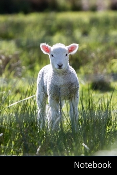 Notebook: Agneau, Animaux De Bébé, Mouton, Animaux Carnet / Journal / Livre d'écriture / Calepin / Agenda / Notes - 6 x 9 pouces (15,24 x 22,86 cm), 110 pages, surface brillante.