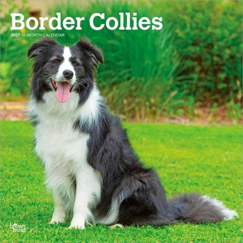 Paper Catalog Border Collies 2027 12 X 24 Inch (Hanging) Monthly Square Wall Calendar Plastic-Free Book