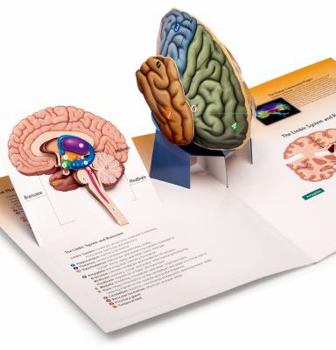 Hardcover 3D Brain for Psychology Book
