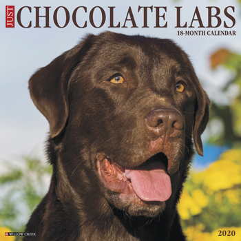 Calendar Just Chocolate Labs 2020 Wall Calendar (Dog Breed Calendar) Book