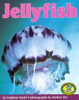 Hardcover Jellyfish Book