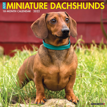 Calendar Just Miniature Dachshunds 2022 Wall Calendar (Dog Breed) Book