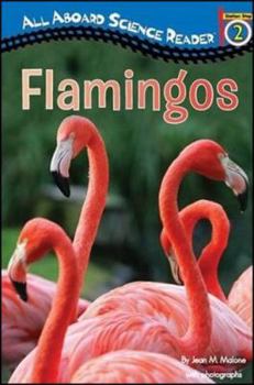 Paperback Flamingos Book