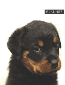 Paperback Planner: Rottweiler 2 Year Weekly Planning Organizer - 2020 - 2021 - January 20 - December 21 - Writing Notebook - Productive D Book