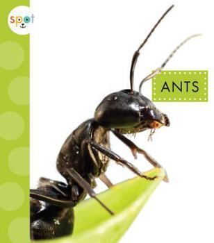 Ants - Book  of the Spot Creepy Crawlies