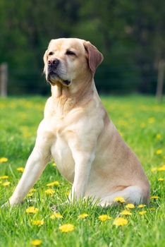 Labrador Retriever Dog Pup Puppy Doggie Notebook Bullet Journal Diary Composition Book Notepad - Meadows Supervisor: Cute Animal Pet Owner Composition ... Quad Ruled Graph Paper Pages in 6” x 9” Inch