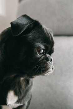 Pug Planner: 2020 diary: Increase productivity, improve time management, reach your goals: Pensive pug: Modern artistic photography style cover design