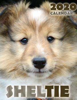 Paperback Sheltie 2020 Calendar Book