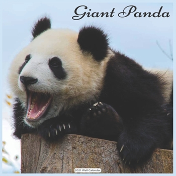 Giant Panda 2021 Wall Calendar: Official Panda 2021 Wall Calendar18 months