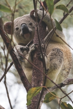 Koala: Kalender 2020 / Jahresplaner / Terminplaner süßer Koala Tierfoto - DIN A5 - Geschenk Australien Reise (German Edition)