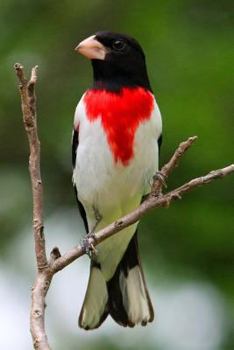 Paperback Rose-Breasted Grosbeak (Pheucticus Ludovicianus) Bird Journal: 150 page lined notebook/diary Book