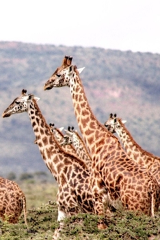 Giraffen wandern Notizbuch (German Edition)