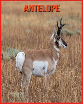 Antelope: Amazing Facts about Antelope