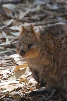 Paperback A Foraging Quokka, for the Love of Australia: Blank 150 Page Lined Journal for Your Thoughts, Ideas, and Inspiration Book