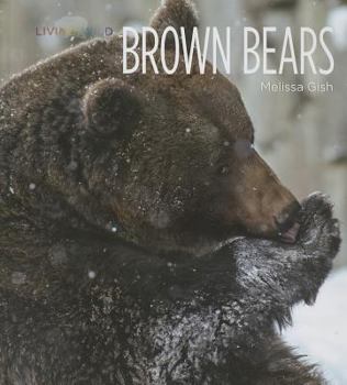 Brown Bears (Northern Trek)