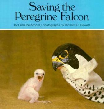 Paperback Saving the Peregrine Falcon Book