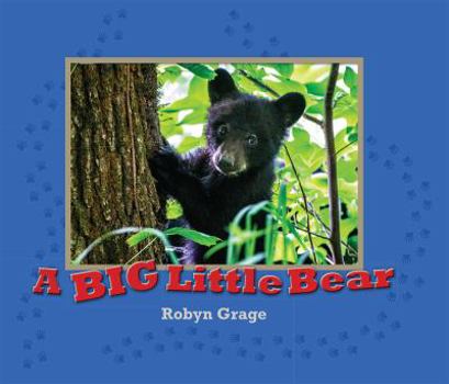 Paperback A BIG Little Bear Book