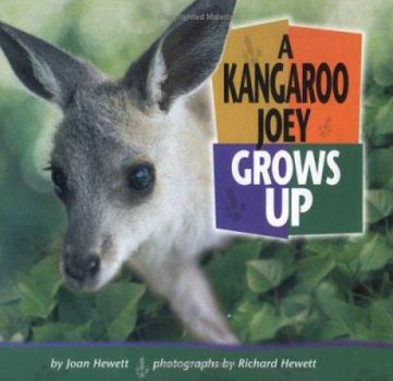 Hardcover A Kangaroo Joey Grows Up Book