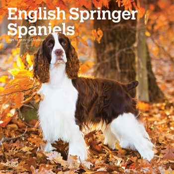 Calendar English Springer Spaniels 2021 Square Book