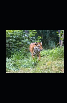 Paperback Tigers and Trains Book