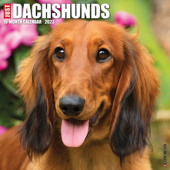 Calendar Just Dachshunds 2023 Wall Calendar Book
