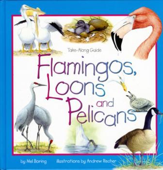 Hardcover Flamingos, Loons & Pelicans Book